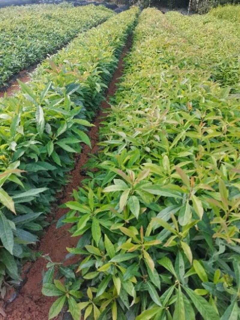 广东营养杯苗木荷木荷50～80高基地供应各种造林品种