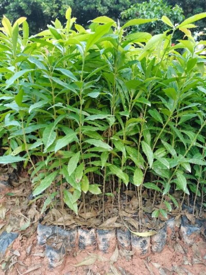 广东营养杯苗木荷木荷50～80高基地供应各种造林品种
