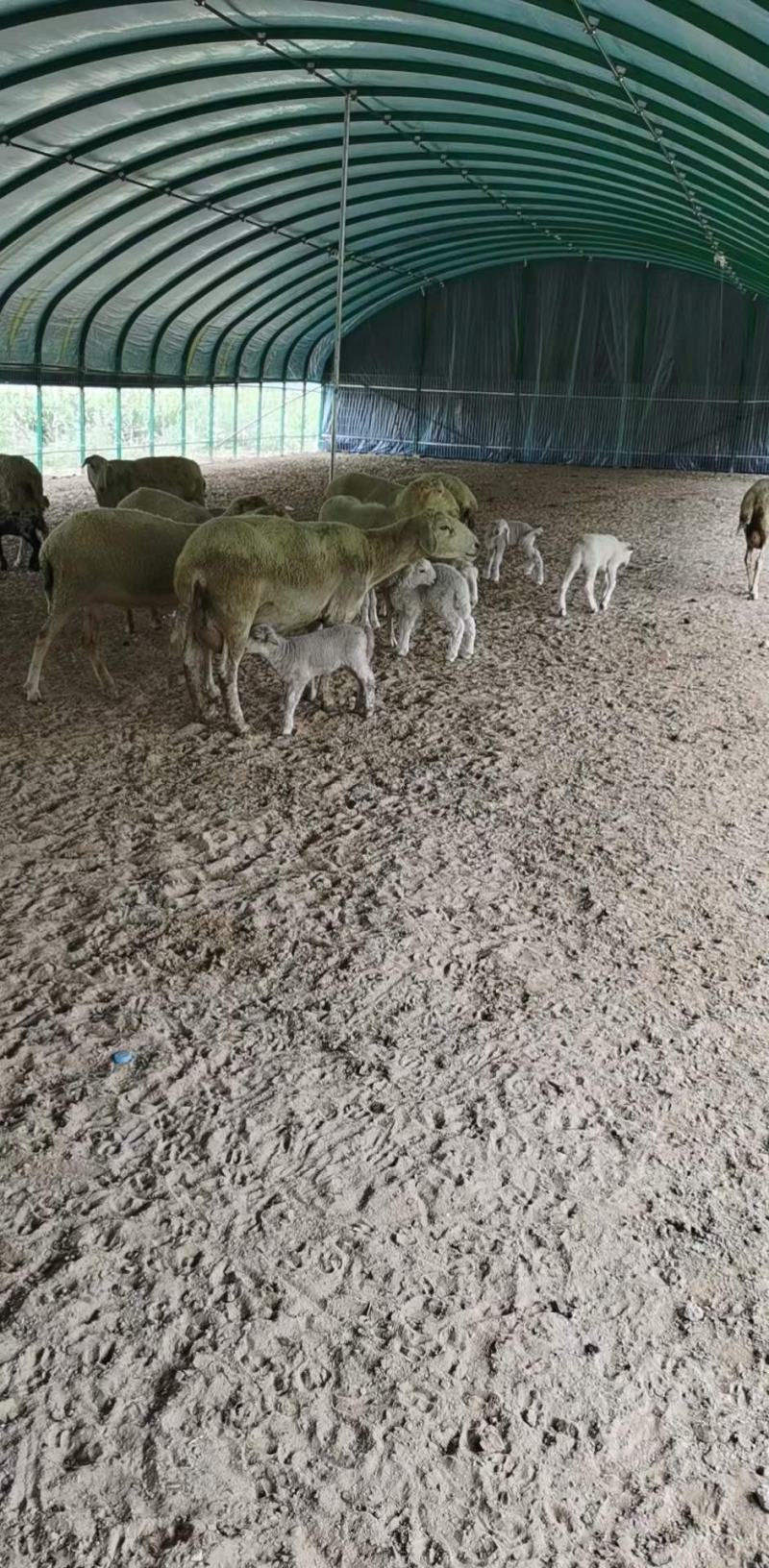 养鸡大棚养鸡棚冬暖夏凉棚上门安装全国发货