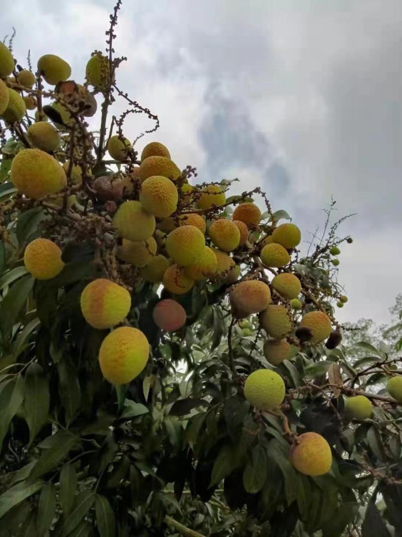三月红荔枝，皮薄肉厚，酸甜可口