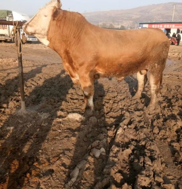 肉牛有公牛母牛