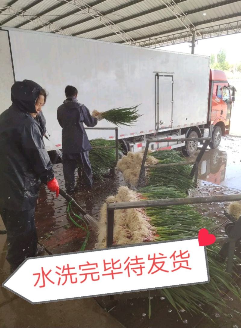 临洮红根蒜苗，产地直供，货源充足，诚信代办，支持视频看货