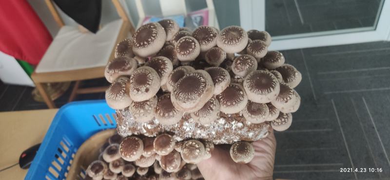 京津冀一体化配送活体菌类苗类鲜货菌类各种活体菇类