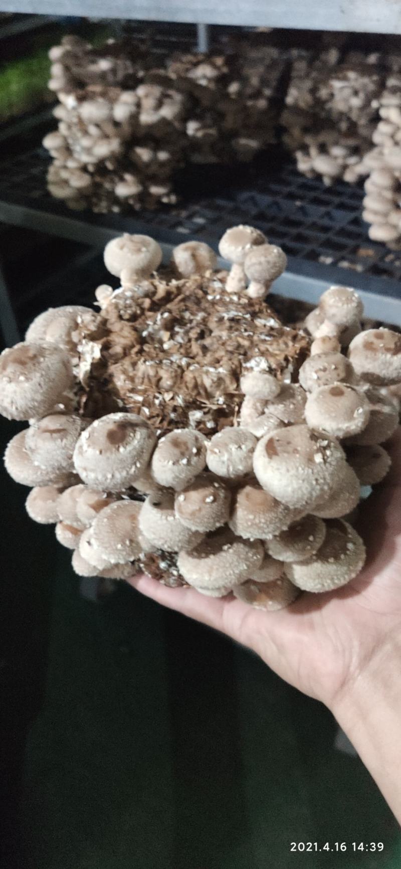 京津冀一体化配送活体菌类苗类鲜货菌类各种活体菇类