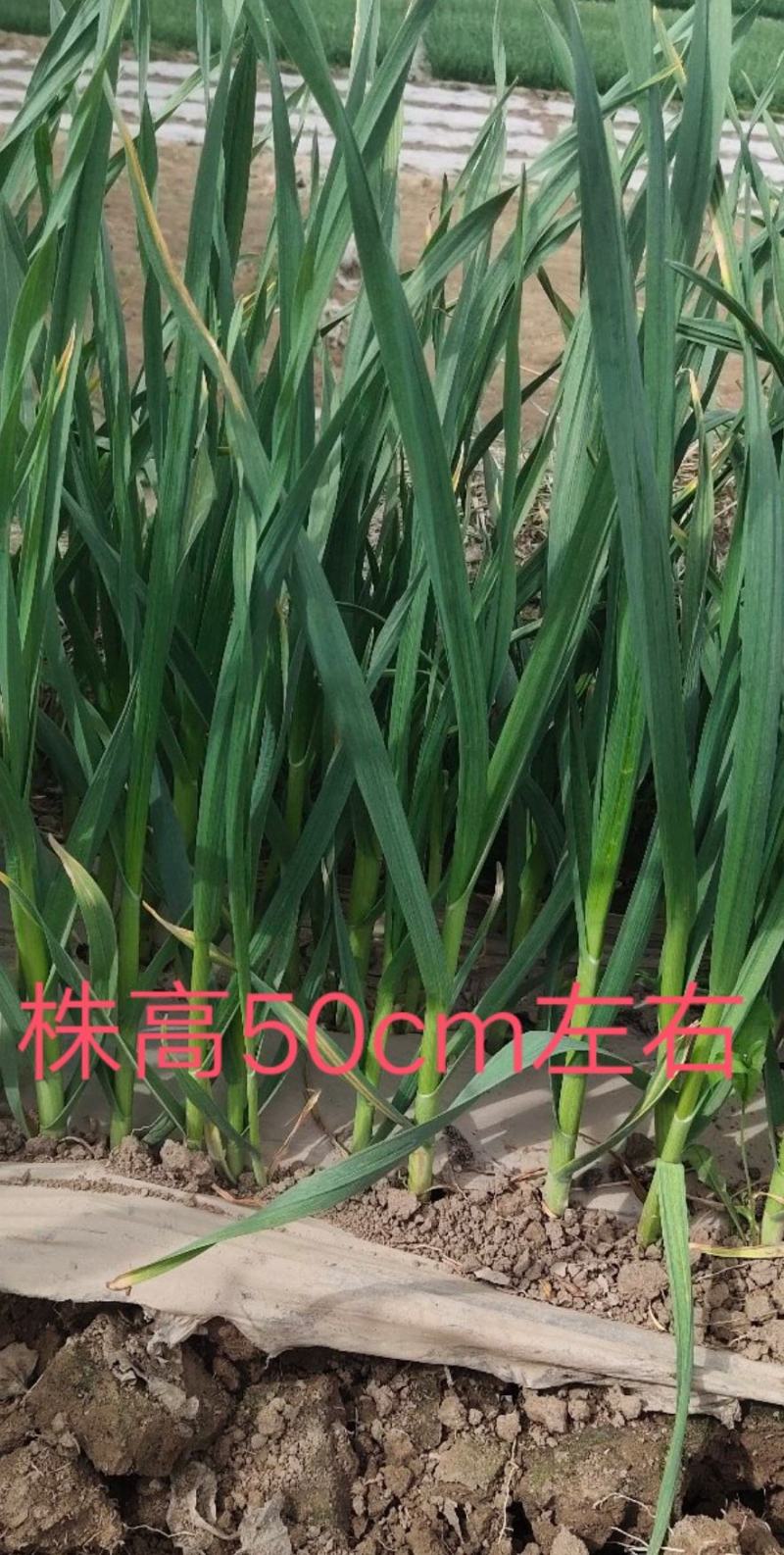 临洮红根蒜苗，产地直供，货源充足，诚信代办，支持视频看货