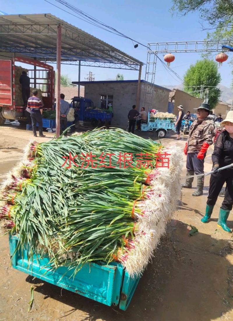 临洮红根蒜苗，产地直供，货源充足，诚信代办，支持视频看货