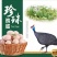 珍珠鸡种蛋，专业人工受精80以上，种蛋受精高孵化专用