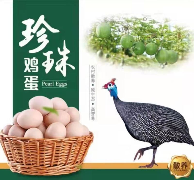 珍珠鸡种蛋，专业人工受精80以上，种蛋受精高孵化专用