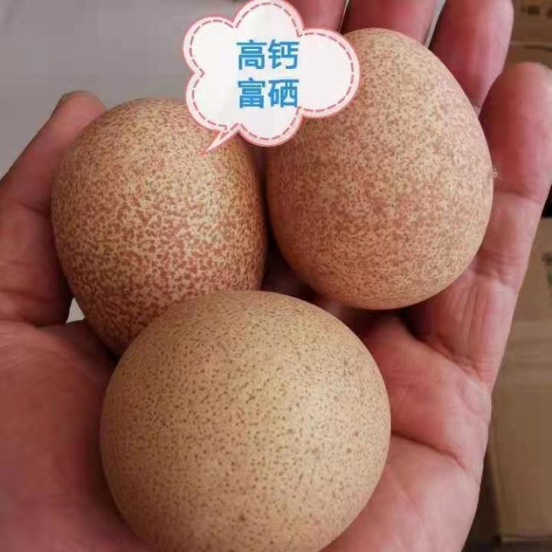 珍珠鸡种蛋，专业人工受精80以上，种蛋受精高孵化专用