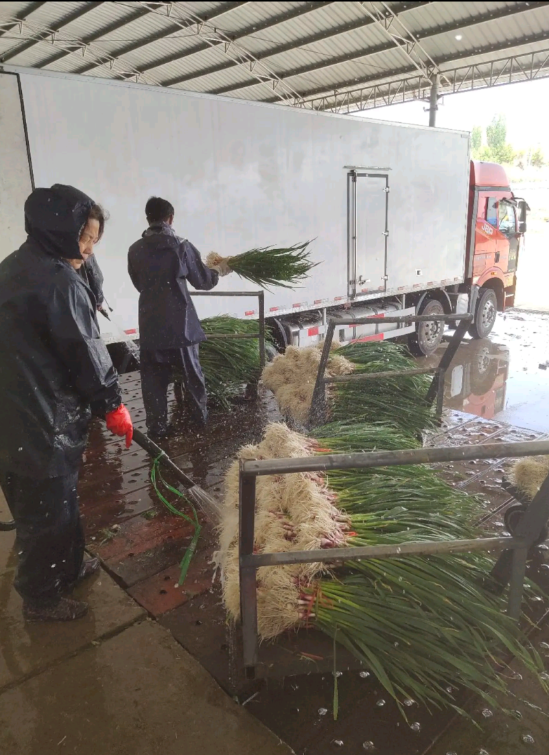 临洮红根蒜苗，产地直供，货源充足，诚信代办，支持视频看货
