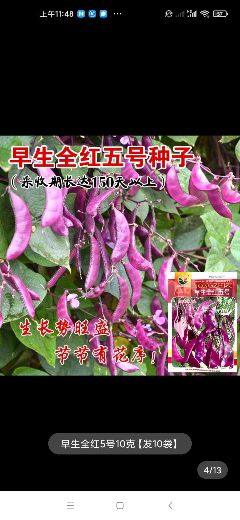 红遍天早熟扁豆种子株洲农之子80天，耐热耐旱