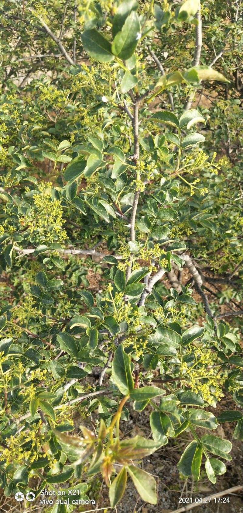 花椒纯山沟沟花椒，莱芜三辣一麻之一，品质优良，香味浓郁