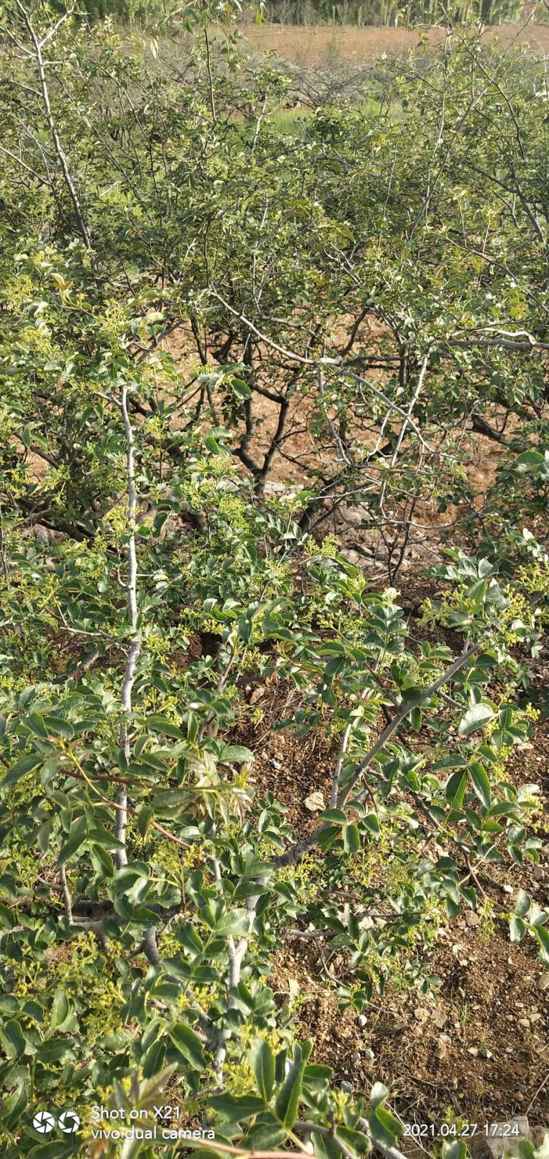 花椒纯山沟沟花椒，莱芜三辣一麻之一，品质优良，香味浓郁