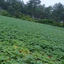 万亩红土囊黄皮黄心土豆大量上市了，欢迎新老客户前来订货