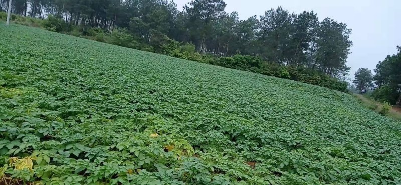 万亩红土囊黄皮黄心土豆大量上市了，欢迎新老客户前来订货