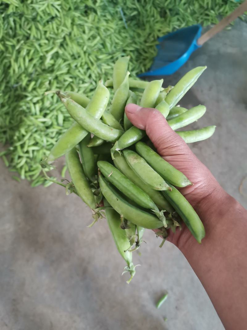 [精选]南阳豌豆中豌六号九号货源充足品质保证