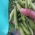 [精选]南阳豌豆中豌六号九号货源充足品质保证