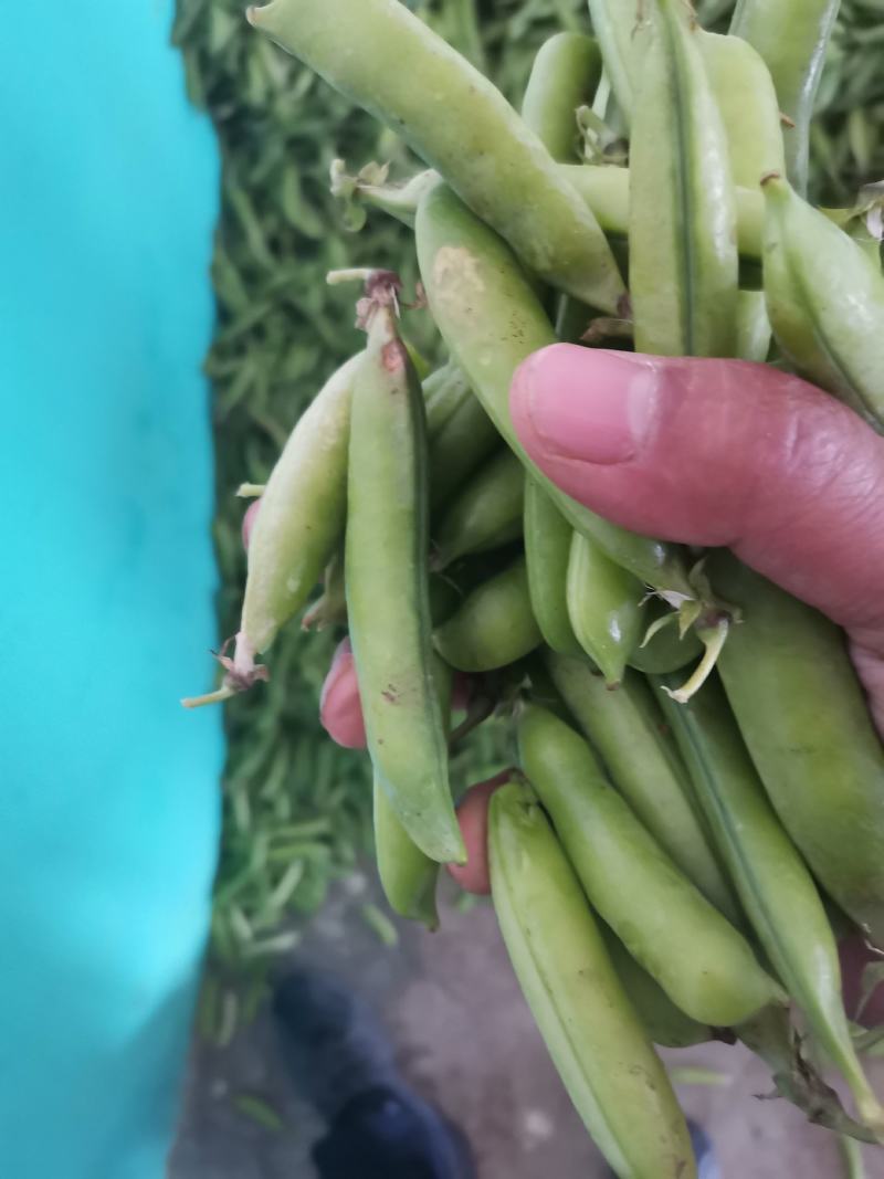 [精选]南阳豌豆中豌六号九号货源充足品质保证
