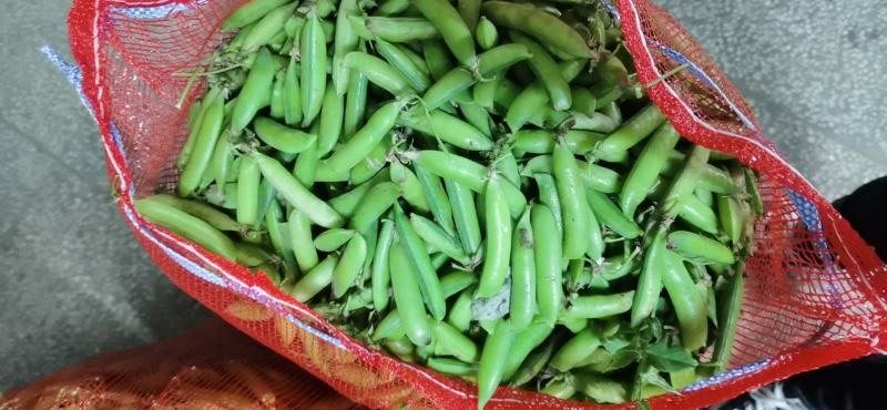[精选]南阳豌豆中豌六号九号货源充足品质保证