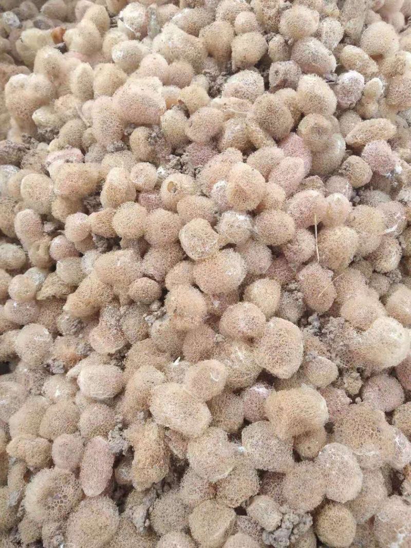 水蛭精品卵茧，大学生村官项目，提供技术指导签订收购合同
