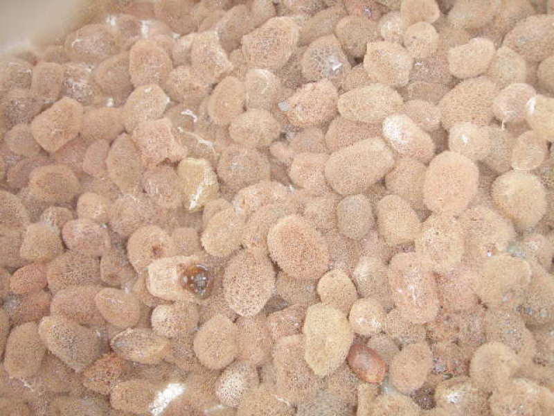 水蛭精品卵茧，大学生村官项目，提供技术指导签订收购合同