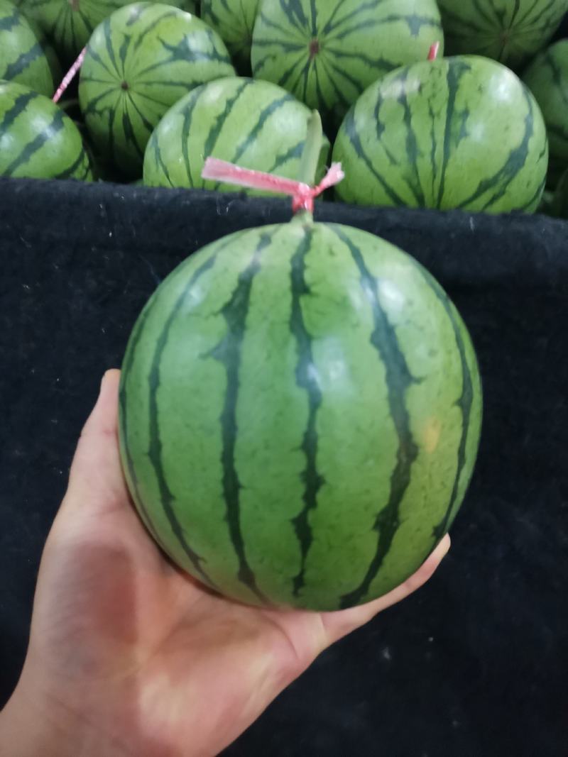 电商，社区团购，特小凤西瓜，吊瓜，货源充足，产地直发全国