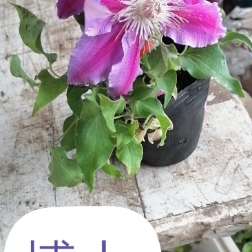 精品铁线莲铁线莲盆栽各种各样的颜色大小多有欢迎订购