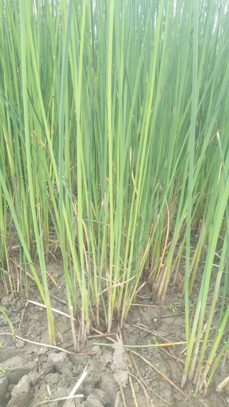 水葱新苗基地大量有货