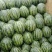 西瓜8斤打底8成熟1茬山东西瓜大量上市了