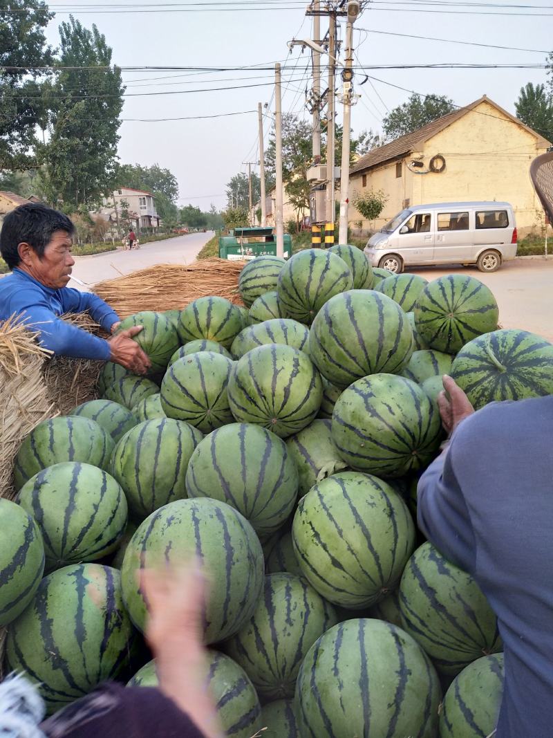 西瓜8斤打底8成熟1茬山东西瓜大量上市了