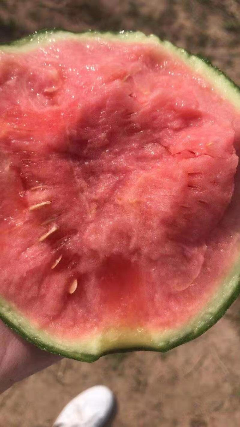 西瓜，美都西瓜，砀山万亩西瓜大量上市，一手货源，。，