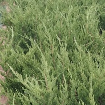 精品小龙柏大量上市，基地直发，欢迎各位老板致电洽谈！