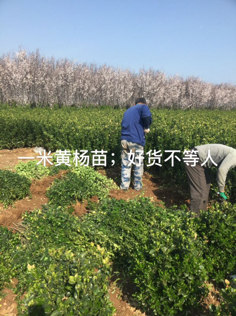 大叶黄杨苗.