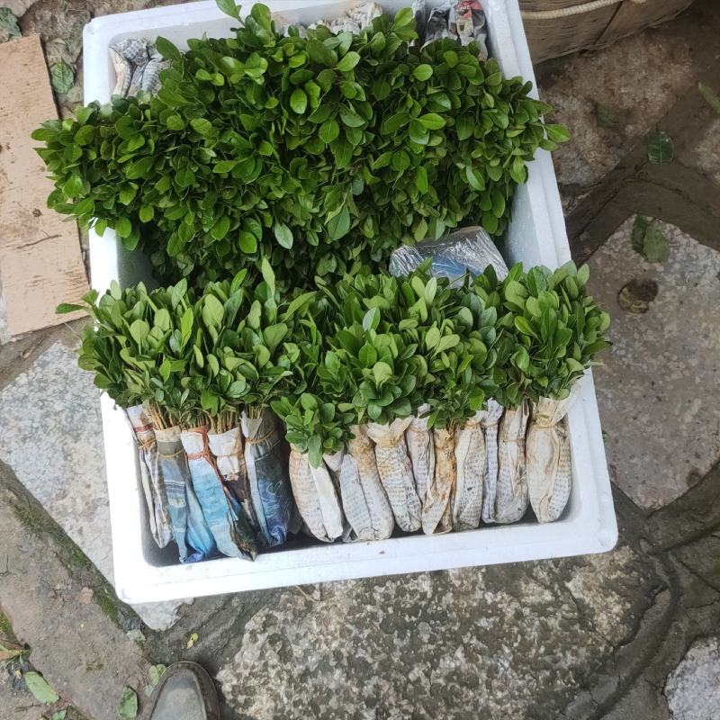 柠檬小苗，小子柠檬苗，红芽柠檬苗