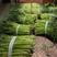 邳州红帽蒜苔专业代办，市场超市加工厂日供货量百吨