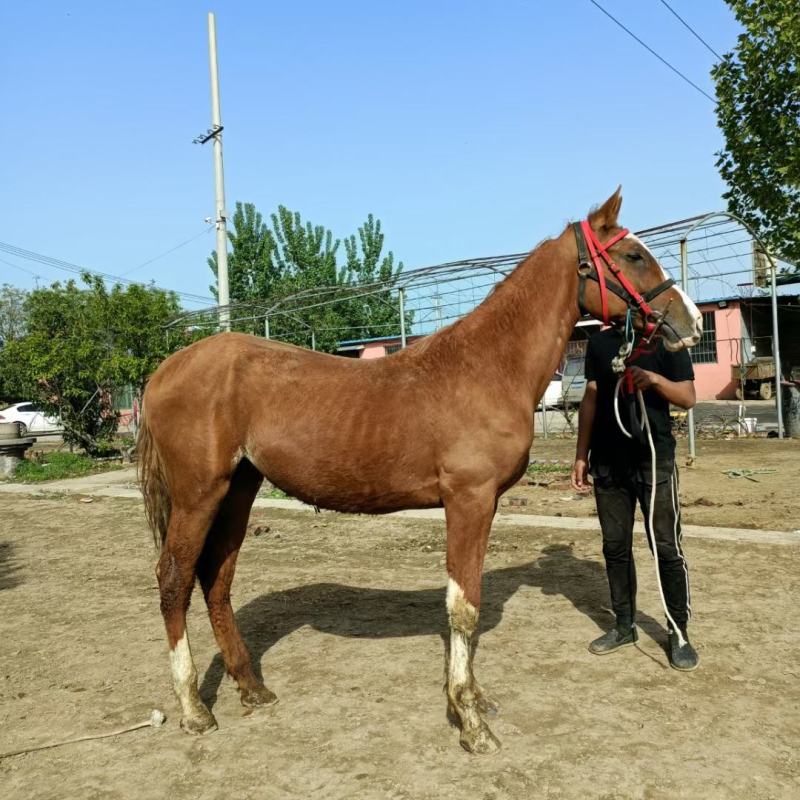 汗血马活体马训练好的马骑乘大马