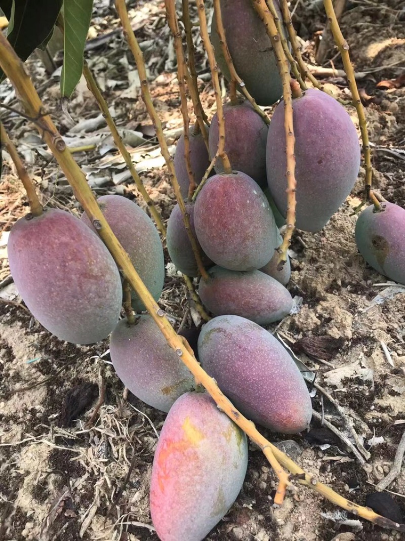 海南贵妃芒