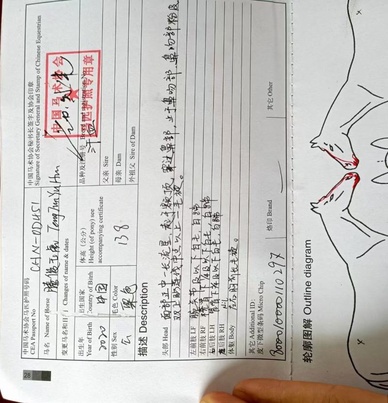 汗血马活体马训练好的马骑乘大马