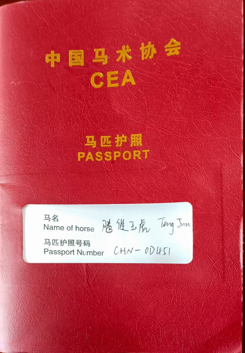 汗血马活体马训练好的马骑乘大马