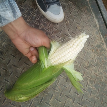 云南糯包谷