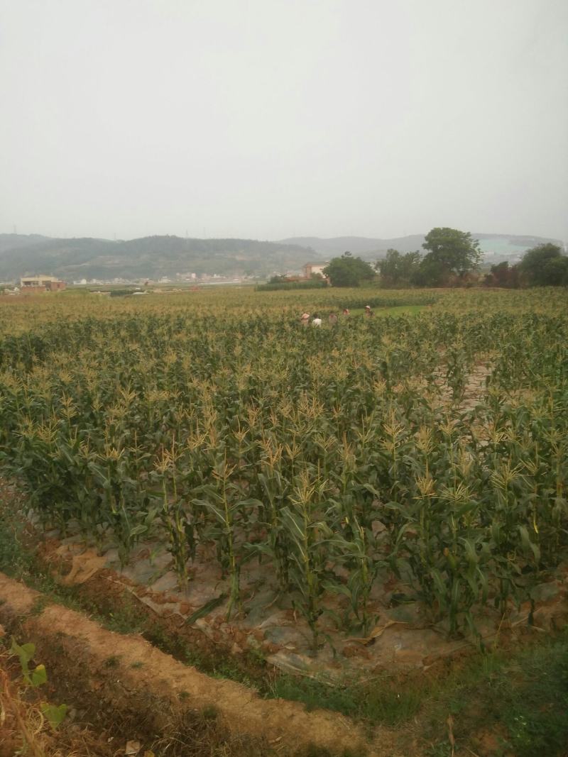 云南糯包谷