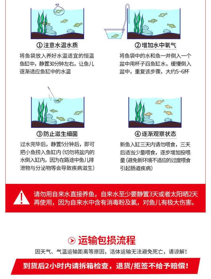 罗非鱼苗吉富罗非鱼苗非洲鲫鱼苗海南一号罗非（省内送货上）