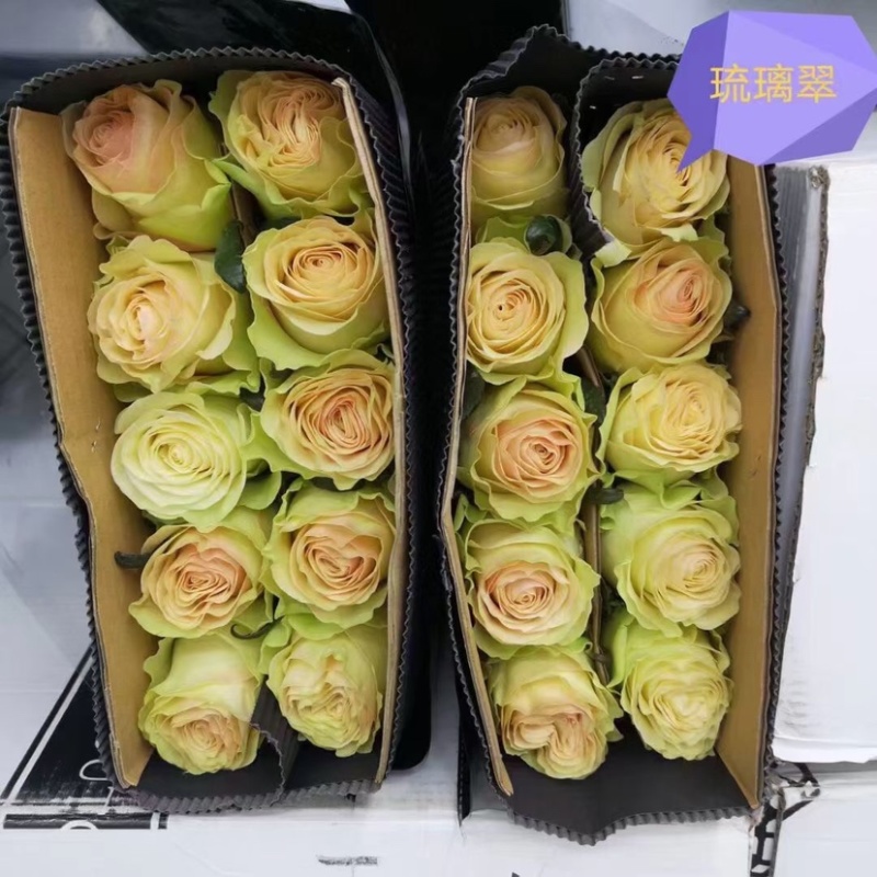云南鲜花玫瑰花鲜切花基地玫瑰批发一件代发昆明玫瑰直发