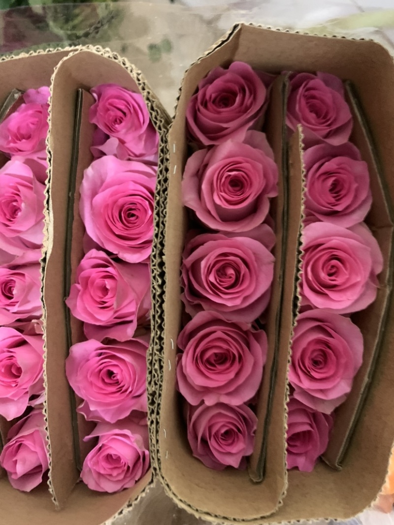 云南鲜花玫瑰花鲜切花基地玫瑰批发一件代发昆明玫瑰直发
