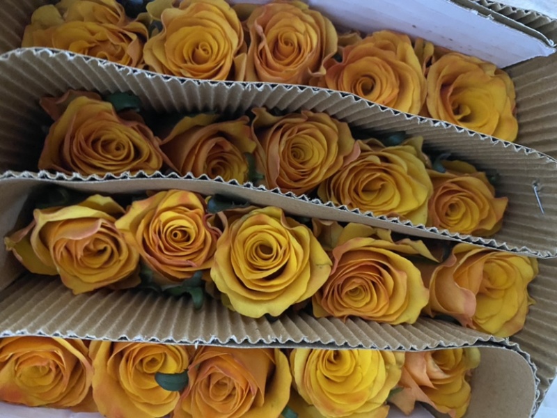 云南鲜花玫瑰花鲜切花基地玫瑰批发一件代发昆明玫瑰直发