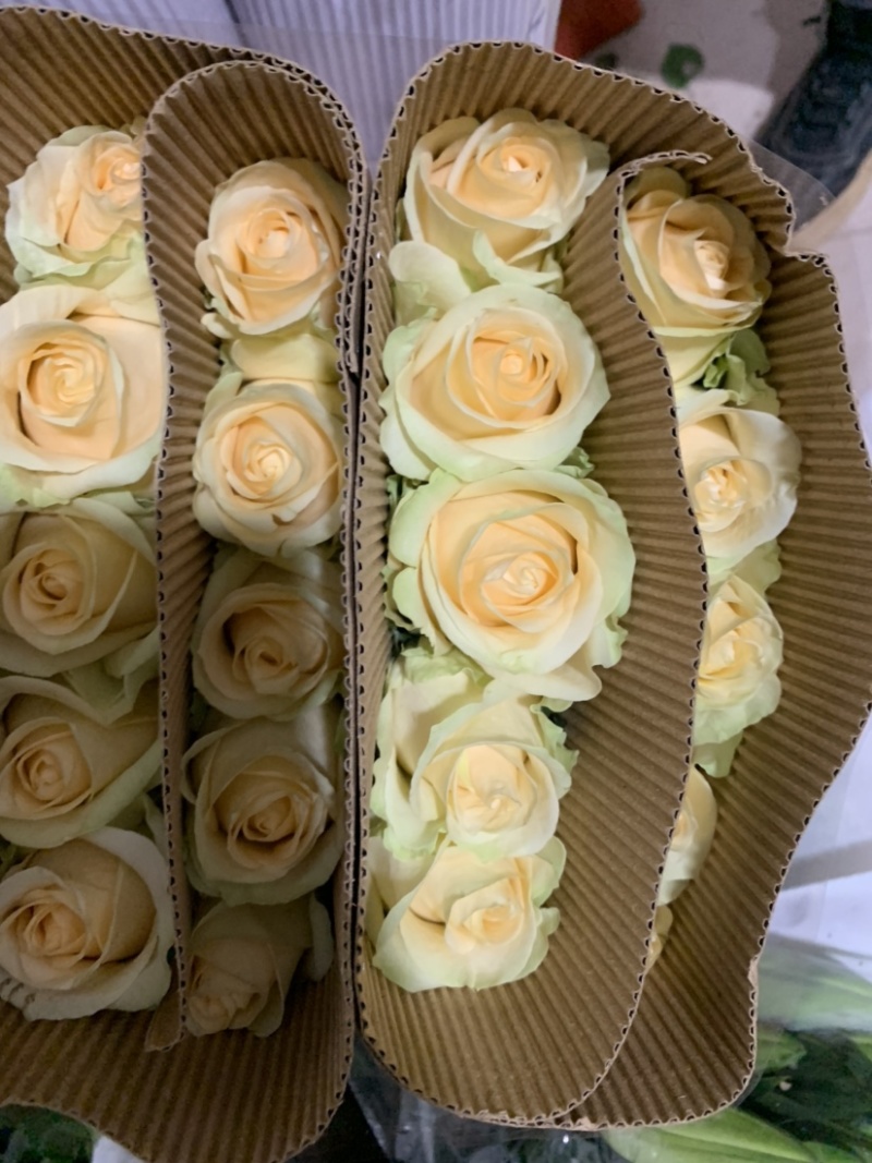 云南鲜花玫瑰花鲜切花基地玫瑰批发一件代发昆明玫瑰直发