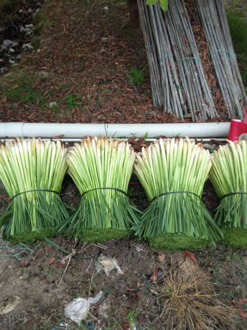 香茅草，质量优、量大有优惠够大条，诚信经营。