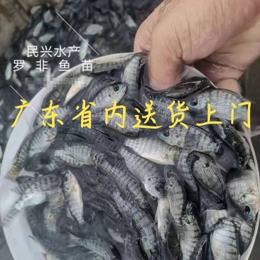 罗非鱼苗吉富罗非鱼苗非洲鲫鱼苗海南一号罗非（省内送货上）