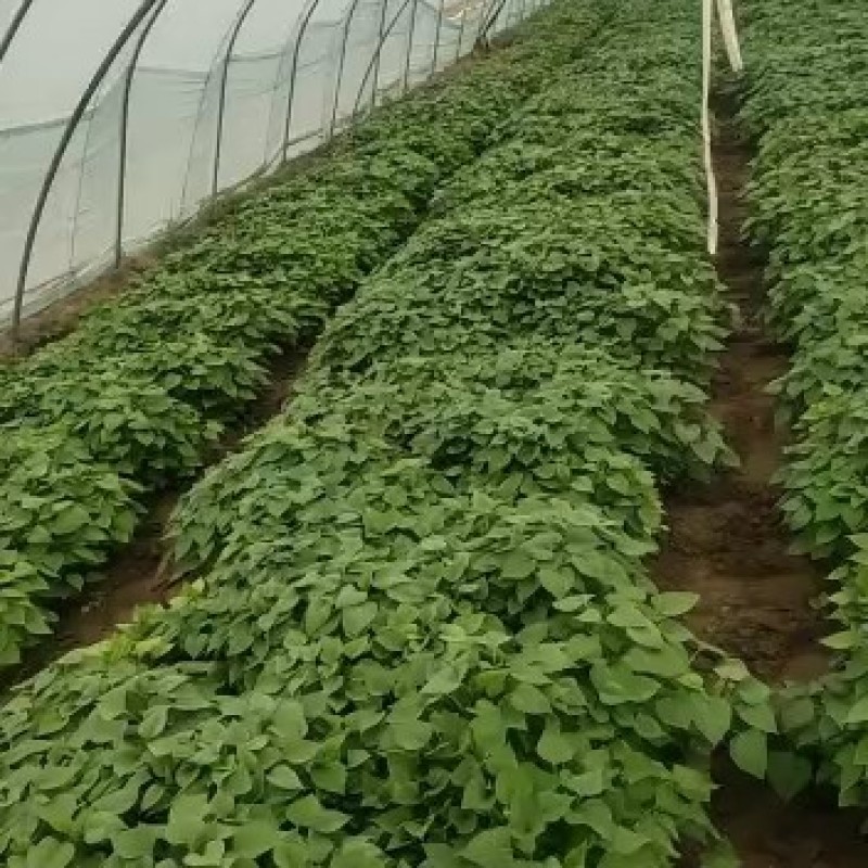红薯苗