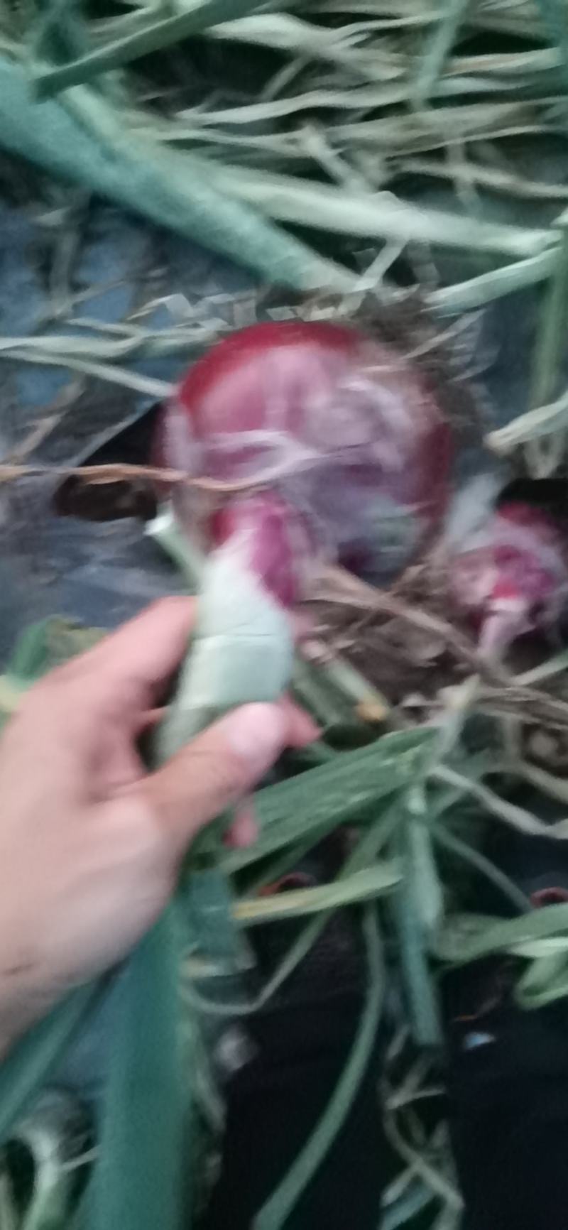 紫皮洋葱产地直供价格美丽欢迎新老客户来地考察